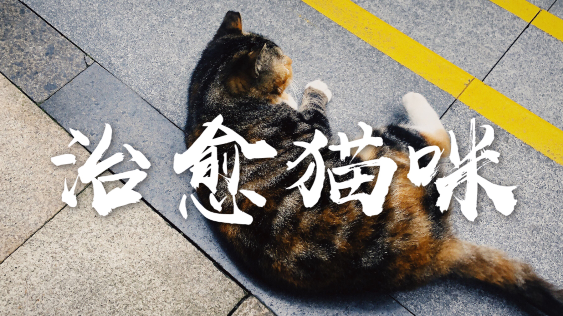 带你们看我楼下的喵|治愈猫咪|疫情期间,丝毫不减,依旧圆滚滚